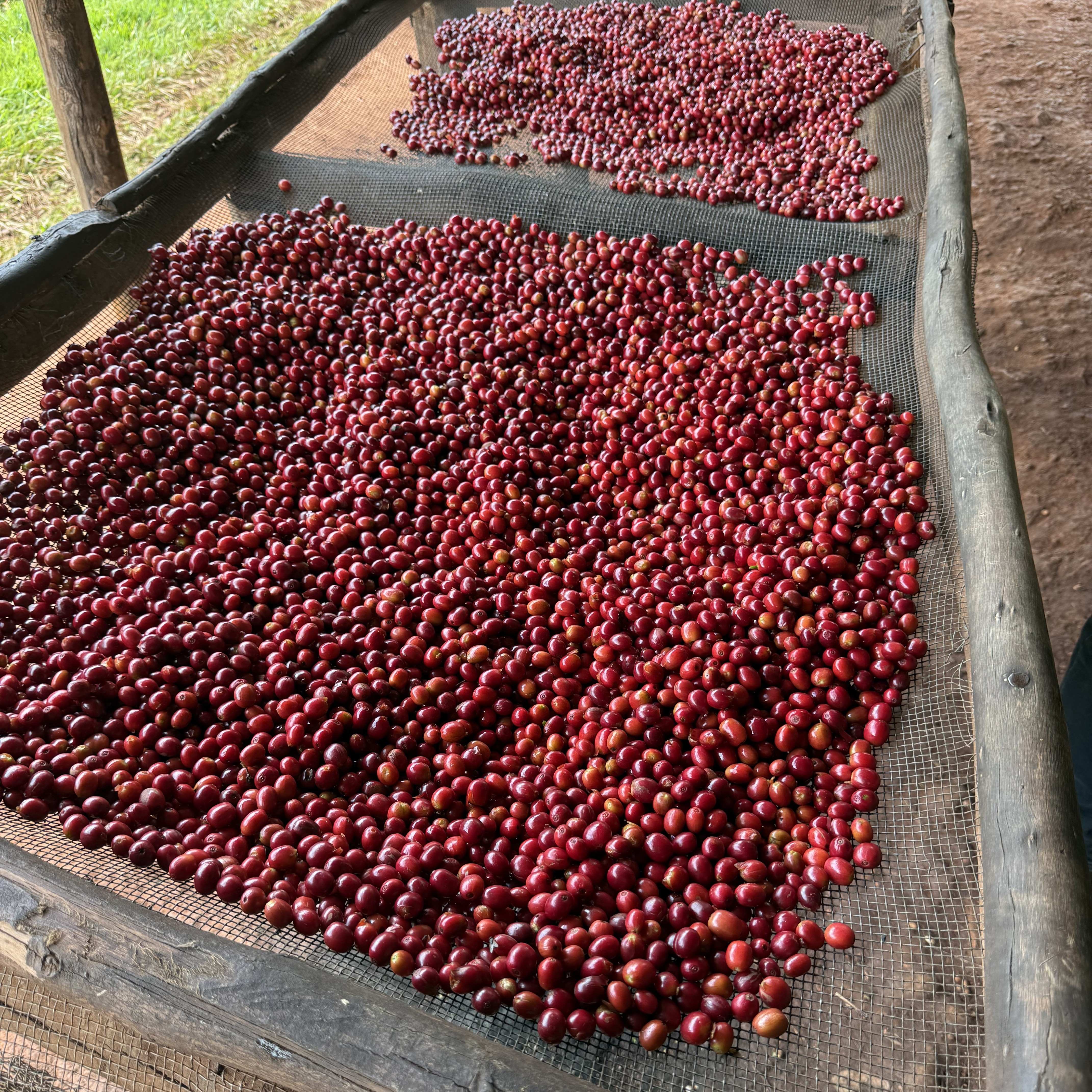 Burundi Nyagishiru Natural(24/25年クロップ) | ORIGIN COUNTRIES for